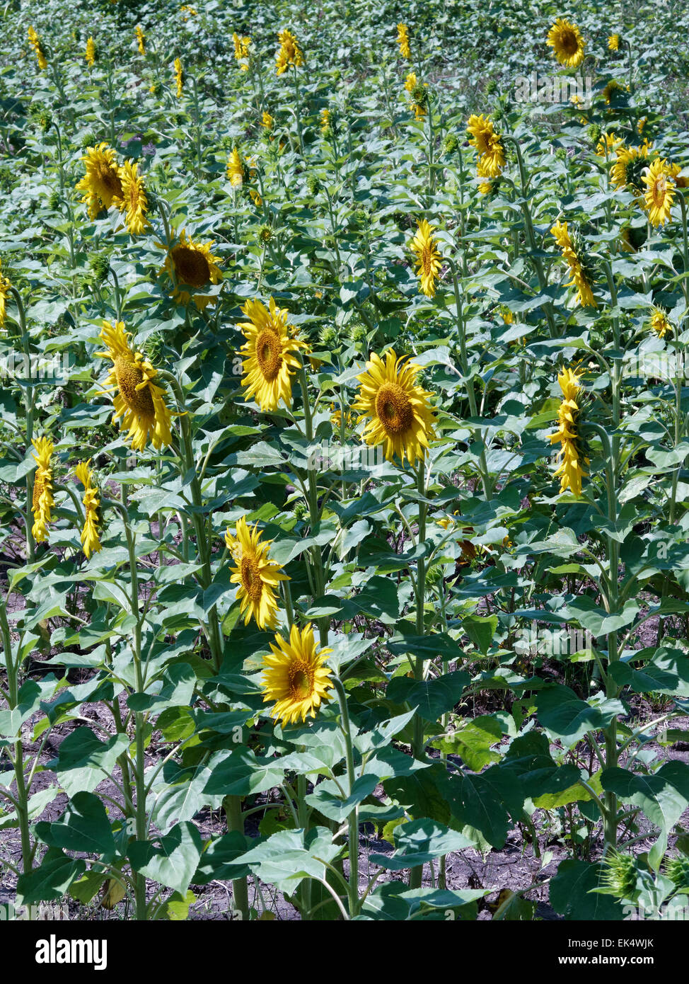 Italy, Tuscany, countryside, sunflowers field Stock Photo - Alamy