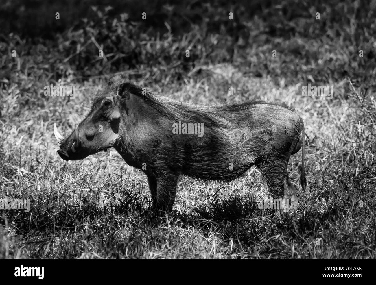 Kenya, Nakuru National Park, warthog (FILM SCAN) Stock Photo