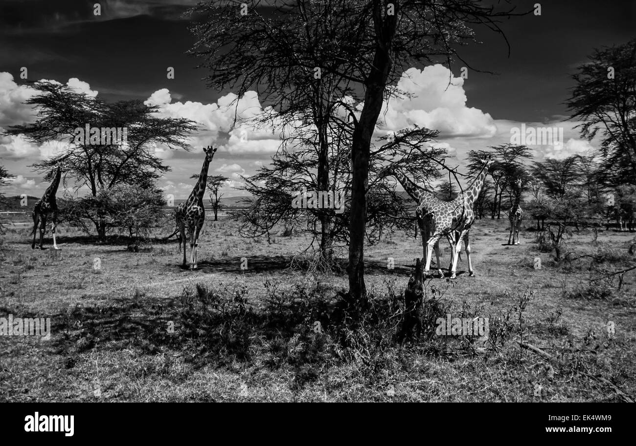 Kenya, Nakuru Lake (Nakuru National Park), panoramic view of the park and a group of giraffes (FILM SCAN) Stock Photo