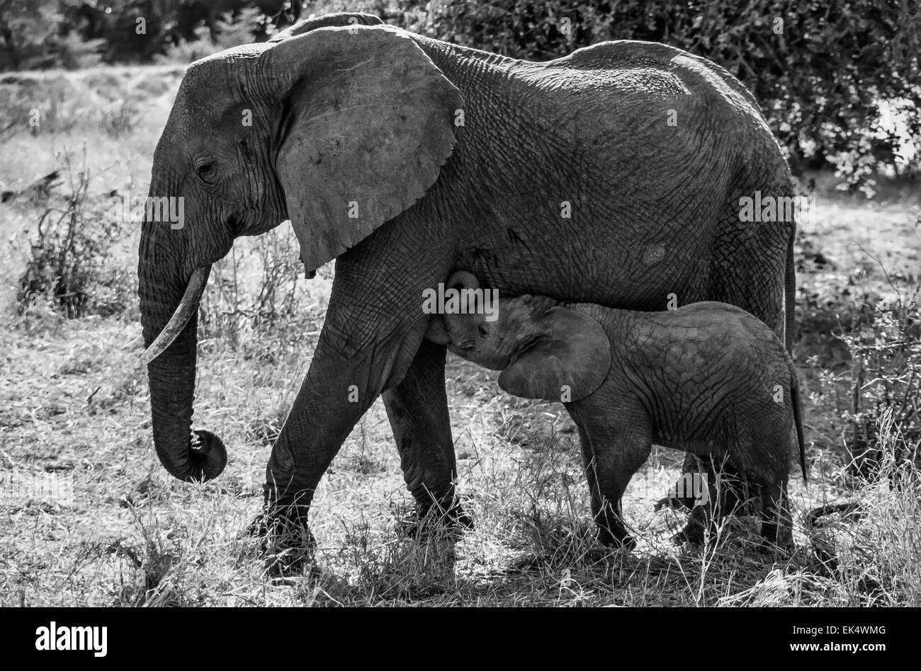 Ivory hunting kenya Black and White Stock Photos & Images Alamy