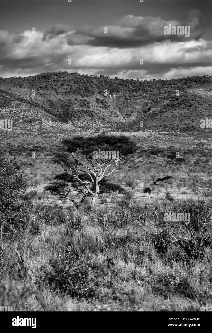 Kenya, Taita Hills National Park, panoramic view of the park (FILM SCAN) Stock Photo