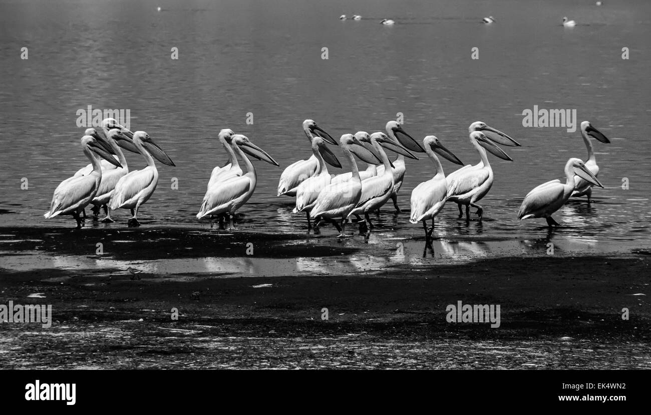 Kenya, Nakuru Lake (Nakuru National Park), pelicans (FILM SCAN) Stock Photo