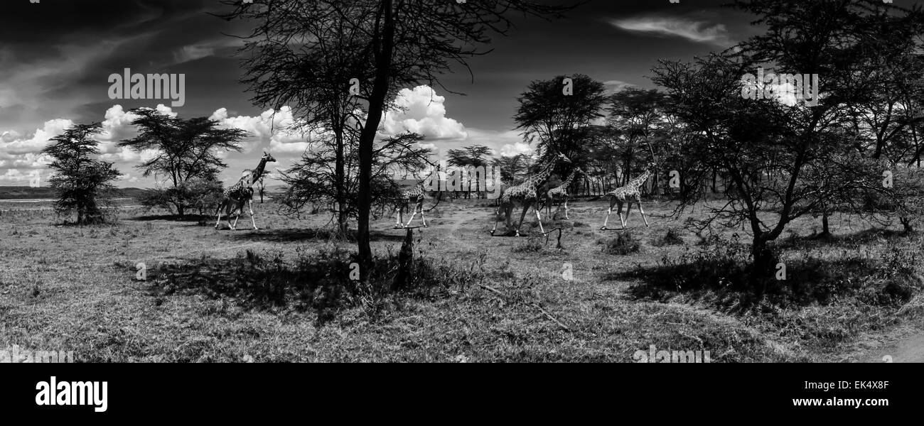 Kenya, Nakuru Lake (Nakuru National Park), panoramic view of the park and giraffes Stock Photo