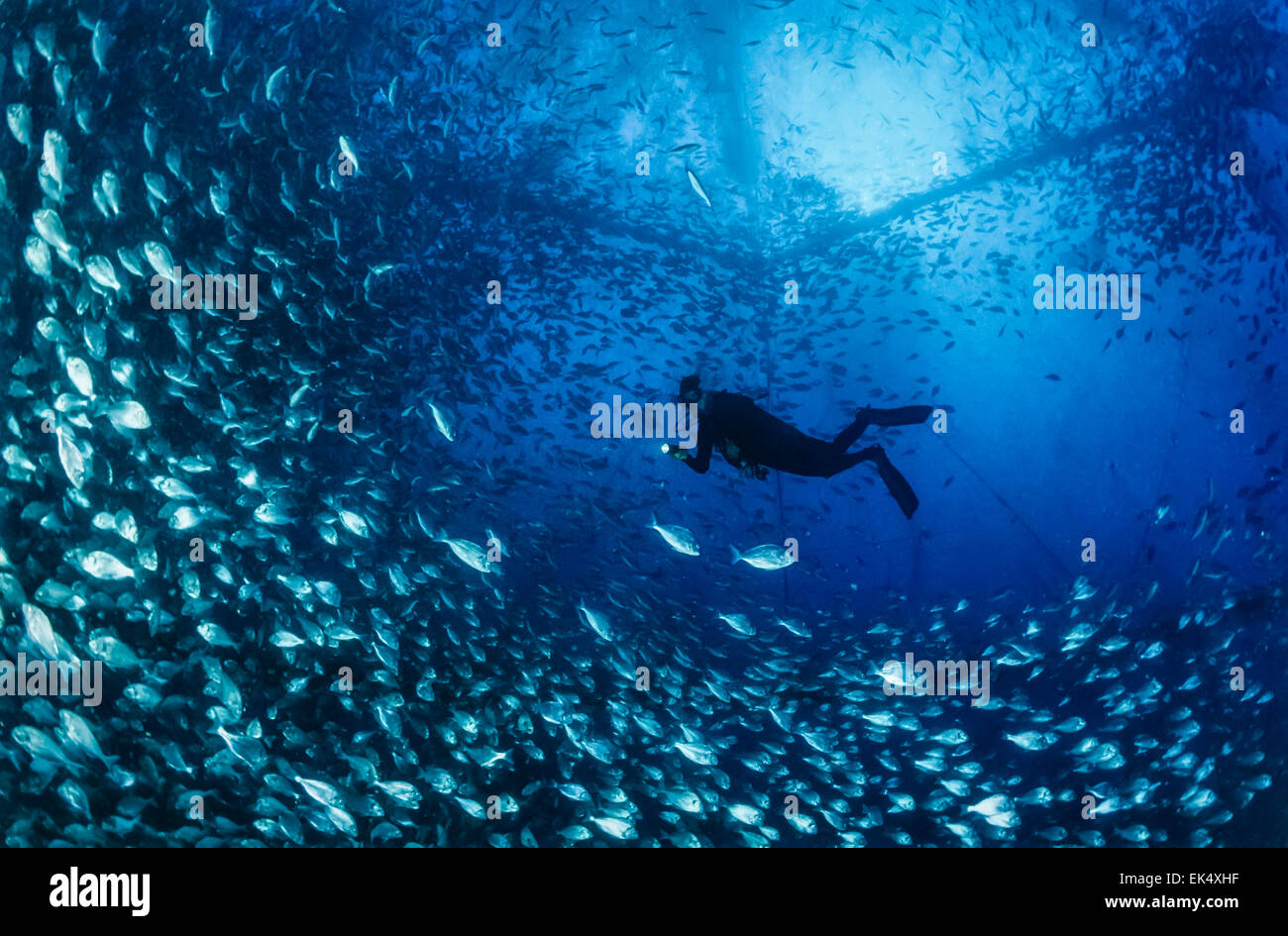 Italy, Sicily, Mediterranean sea, Ponza Island, aquaculture nets off the coast of the island - FILM SCAN Stock Photo