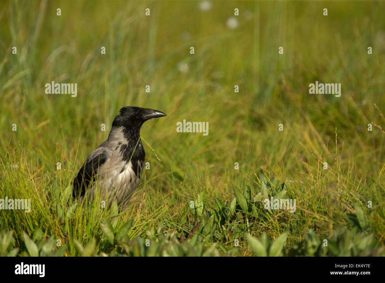 A Hooded Crow Stock Photo