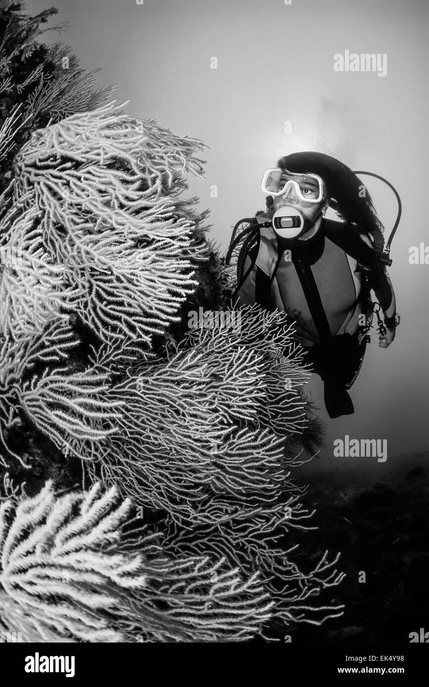 Cavolini Black and White Stock Photos & Images Alamy