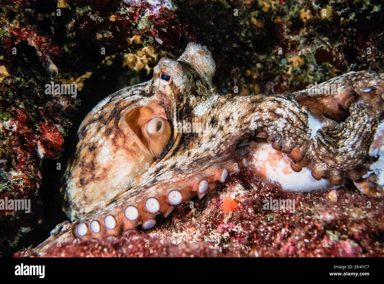 Mediterranean Sea, U.W. photo, Octopus (Octopus vulgaris) - FILM SCAN ...