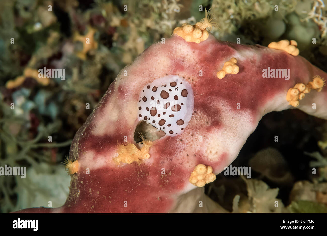 Italy, Calabria, Tyrrhenian Sea, U.W. photo, Nudibranch eating a sponge