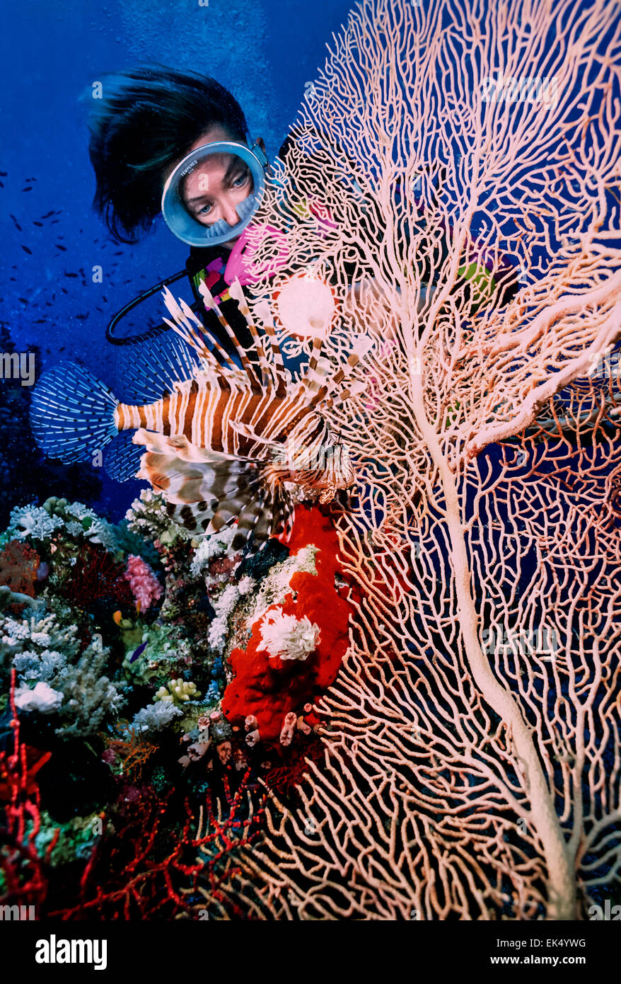 SUDAN, Red Sea, U.W photo, diver and a Scorpion fish (Pterois volitans) - FILM STAR Stock Photo