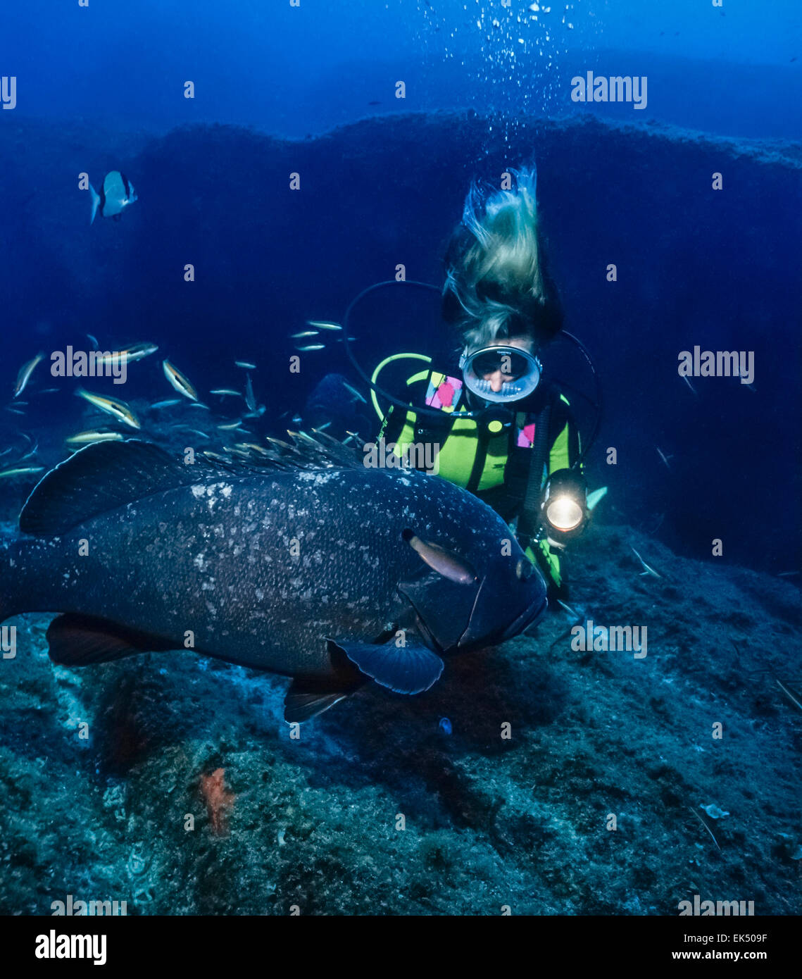 Mediterranean Sea, Corsica, Lavezzi, diver and grouper (Epinephalus guaza) - FILM SCAN Stock Photo