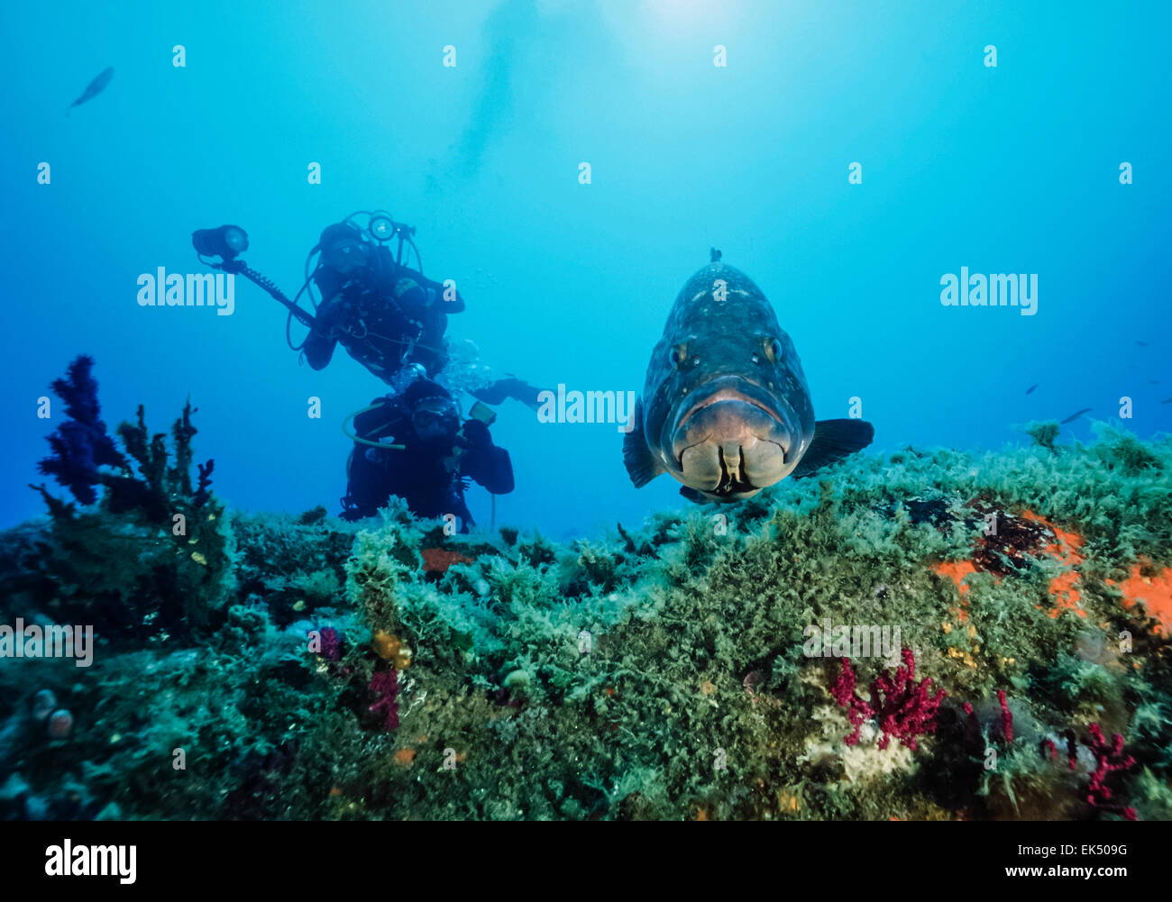 Mediterranean Sea, Corsica, Lavezzi, divers and grouper (Epinephalus guaza) - FILM SCAN Stock Photo