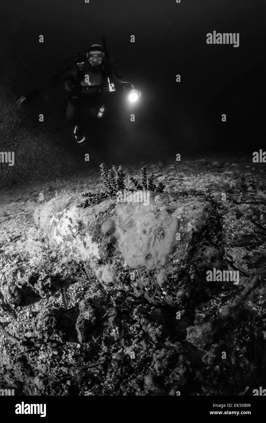Unexploded bomb historic Black and White Stock Photos & Images - Alamy