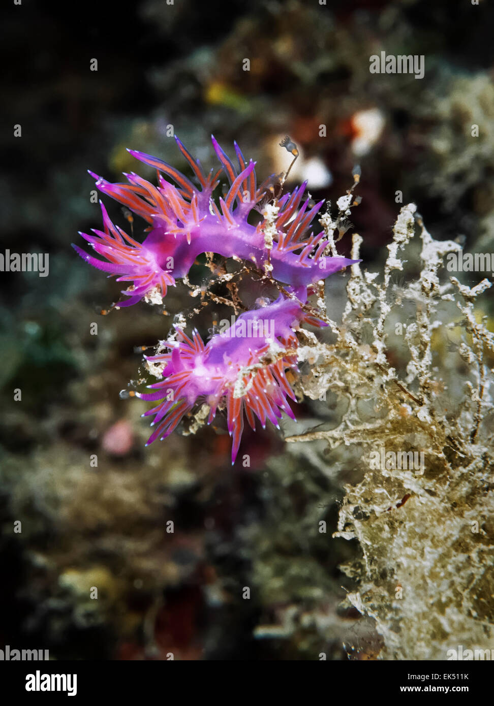 Black sponges, Irsinia spinosa, Leros Island Dodecanese Greece Stock Photo  - Alamy