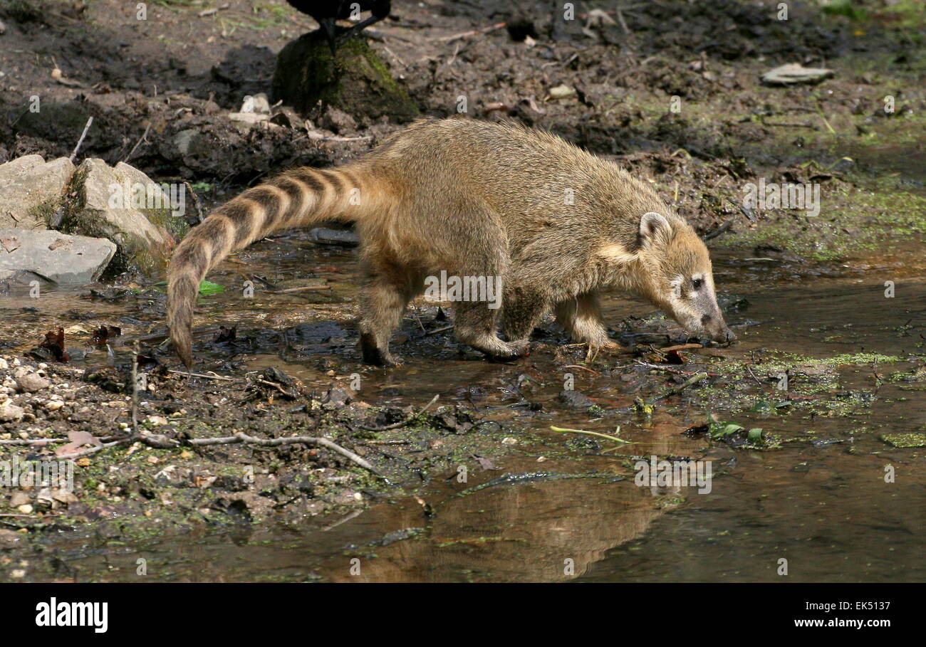 South American ring-tailed Coati ( Nasua Nasua) on the bank of a small stream, sniffing out a trail Stock Photo