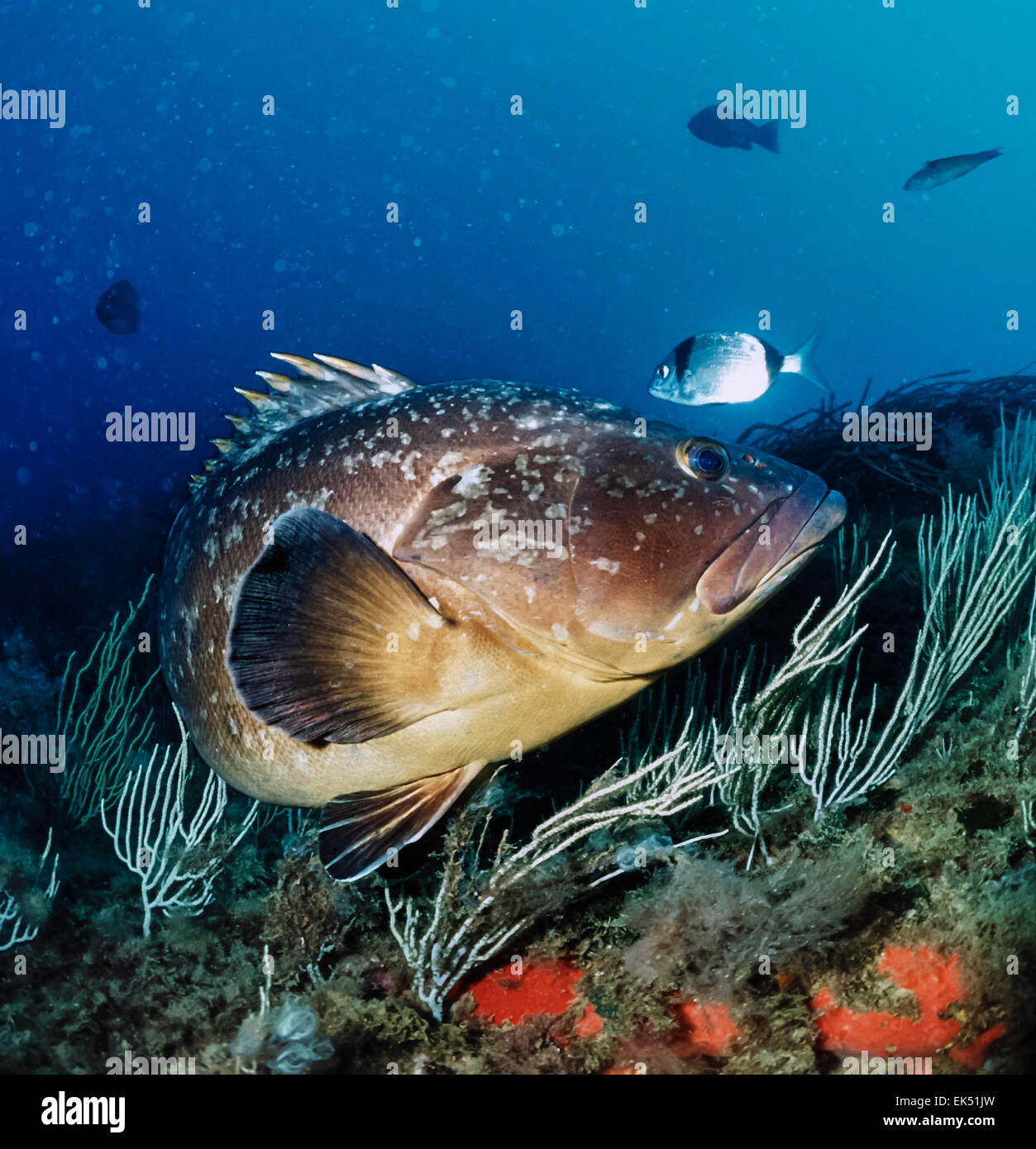 Mediterranean Sea, tunisia, Tabarka, grouper (Epinephalus guaza) - FILM SCAN Stock Photo