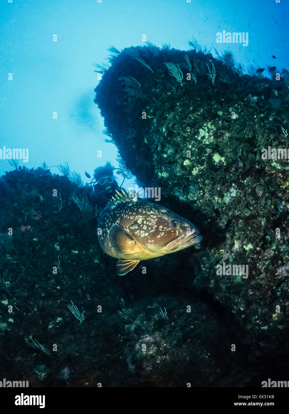 Mediterranean Sea, tunisia, Tabarka, diver and grouper (Epinephalus guaza) - FILM SCAN Stock Photo