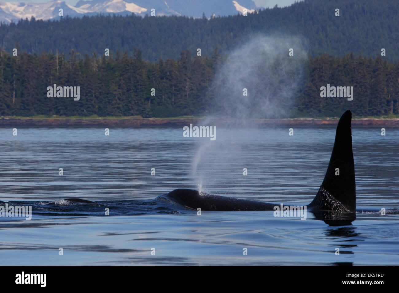 Orcas from the AF5 pod, Frederick Sound, Tongass National Forest, Alaska. Stock Photo