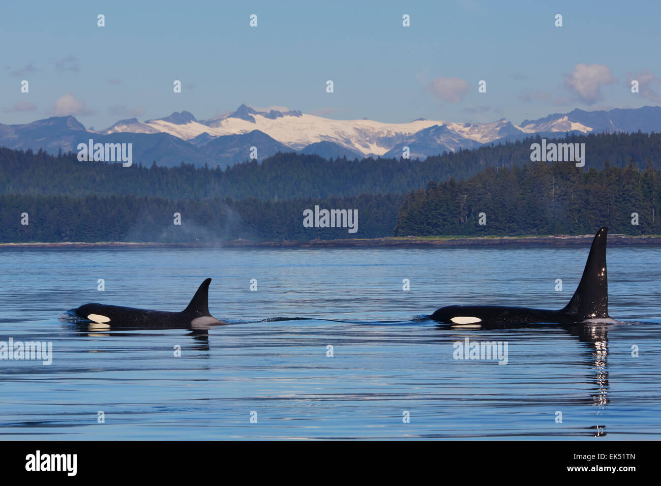 Orcas from the AF5 pod, Frederick Sound, Tongass National Forest, Alaska. Stock Photo