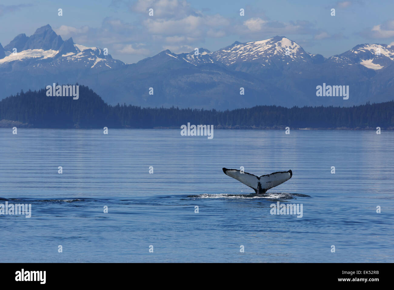 Humpback Whale, Frederick Sound, Tongass National Forest, Alaska. Stock Photo