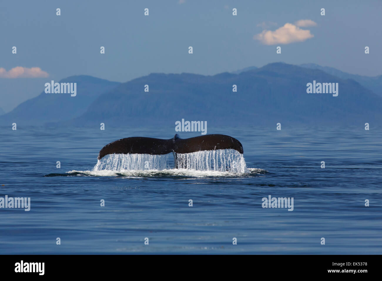 Humpback Whale, Frederick Sound, Tongass National Forest, Alaska. Stock Photo