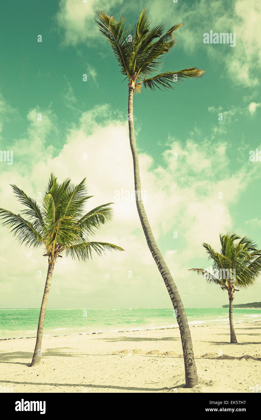 Growing palm trees hi-res stock photography and images - Alamy