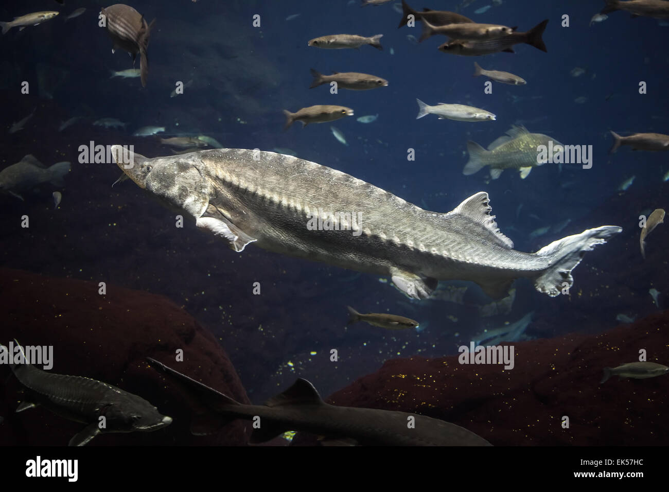 Big Atlantic sturgeon floats in deep blue salt water with other fishes, close-up photo with shallow DOF Stock Photo