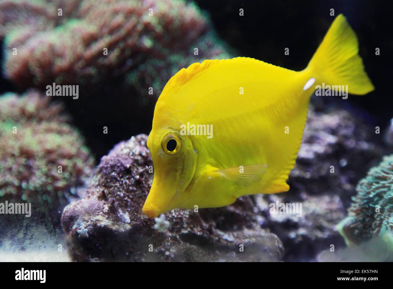 Tropical yellow tang aquarium fish, closeup photo with shallow DOF Stock Photo