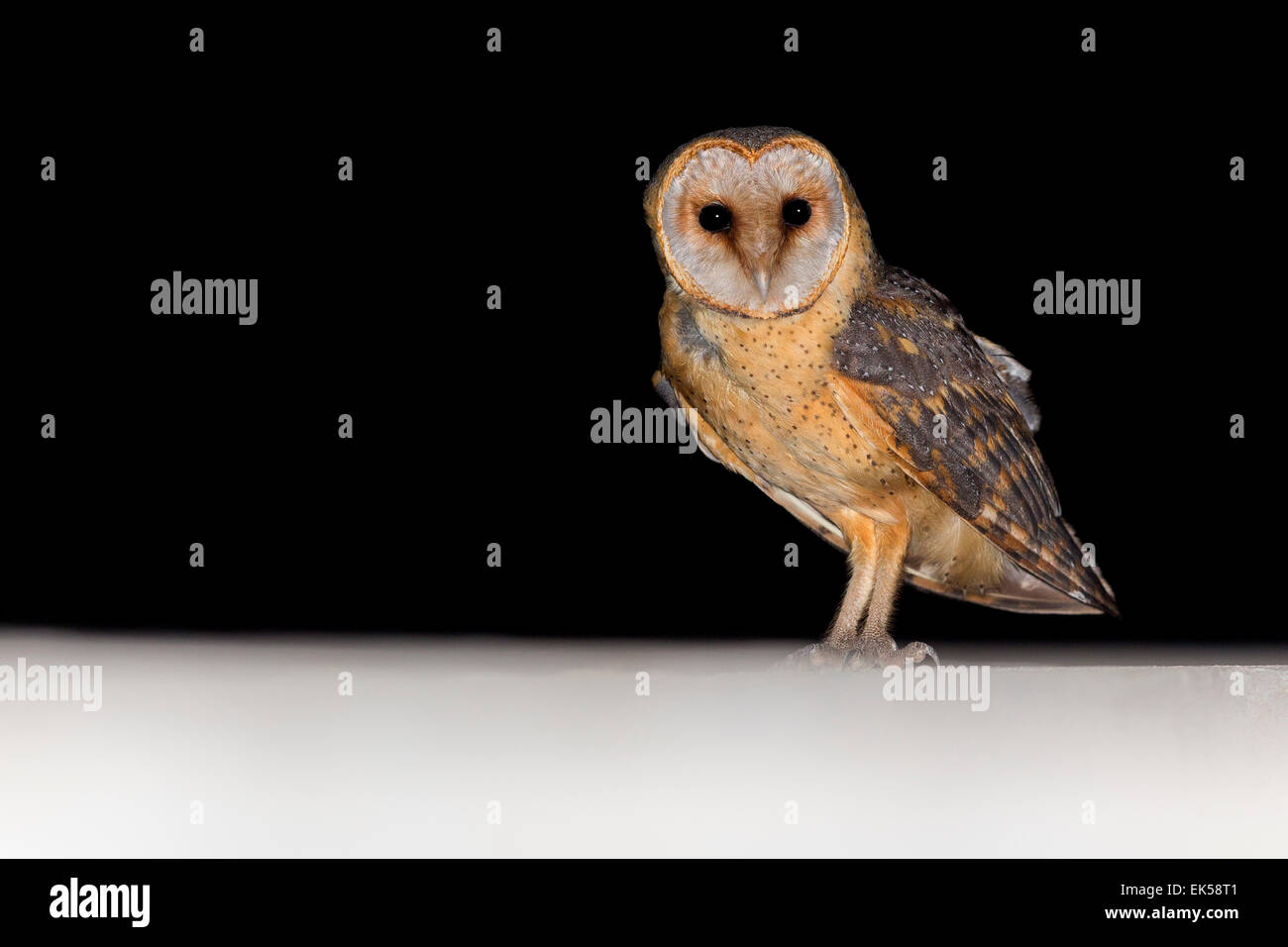 Cape Verde Barn Owl, Santiago, Cape Verde (Tyto alba detorta) Stock Photo