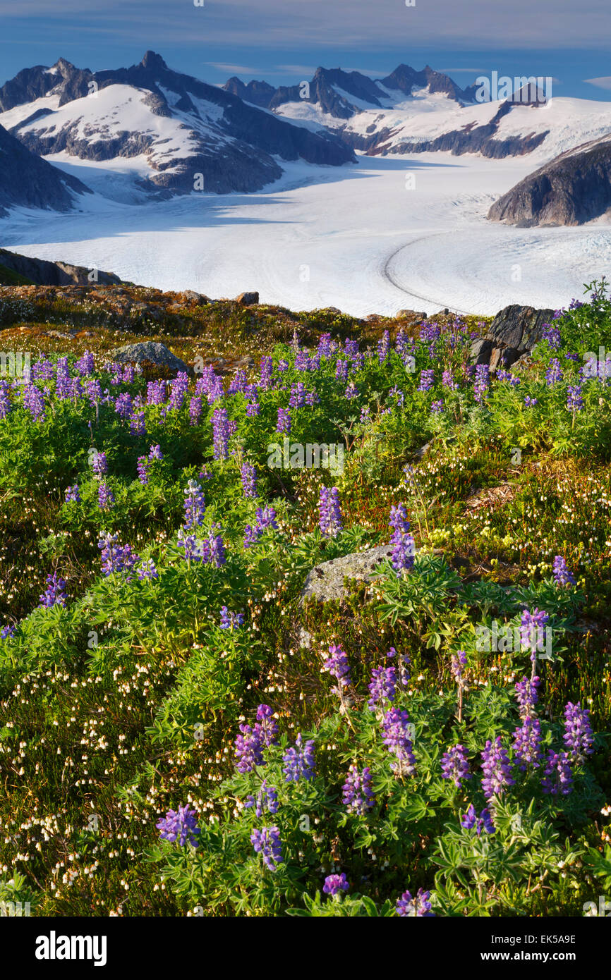 From Mount Stroller White above the Mendenhall Glacier, Tongass National Forest, Alaska. Stock Photo