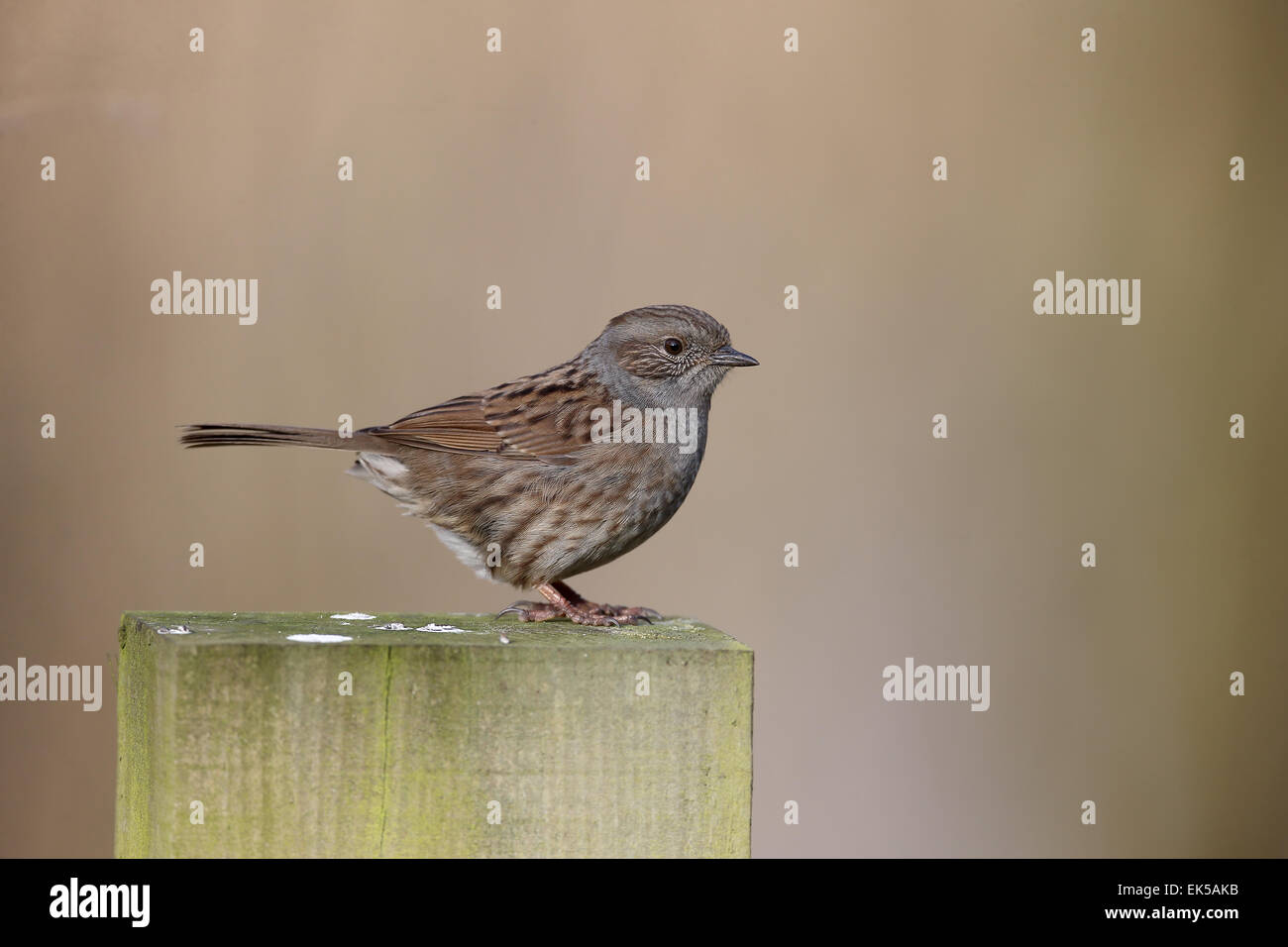 Dunnock, Prunella modularis, single bird on post, Warwickshire, March 2015 Stock Photo