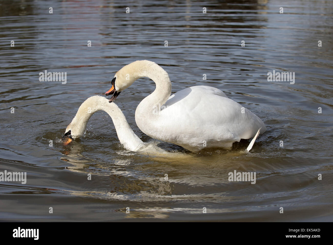 Mute swan, Cygnus olor, two birds mating, Gloucestershire, March 2015