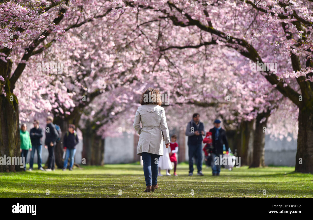 Schwetzingen, Germany. 7th Apr, 2015. A woman walks past a row of Japanese cherry blossom trees at Schlossgarten in Schwetzingen, Germany, 7 April 2015. PHOTO: UWE ANSPRACH/dpa/Alamy Live News Stock Photo