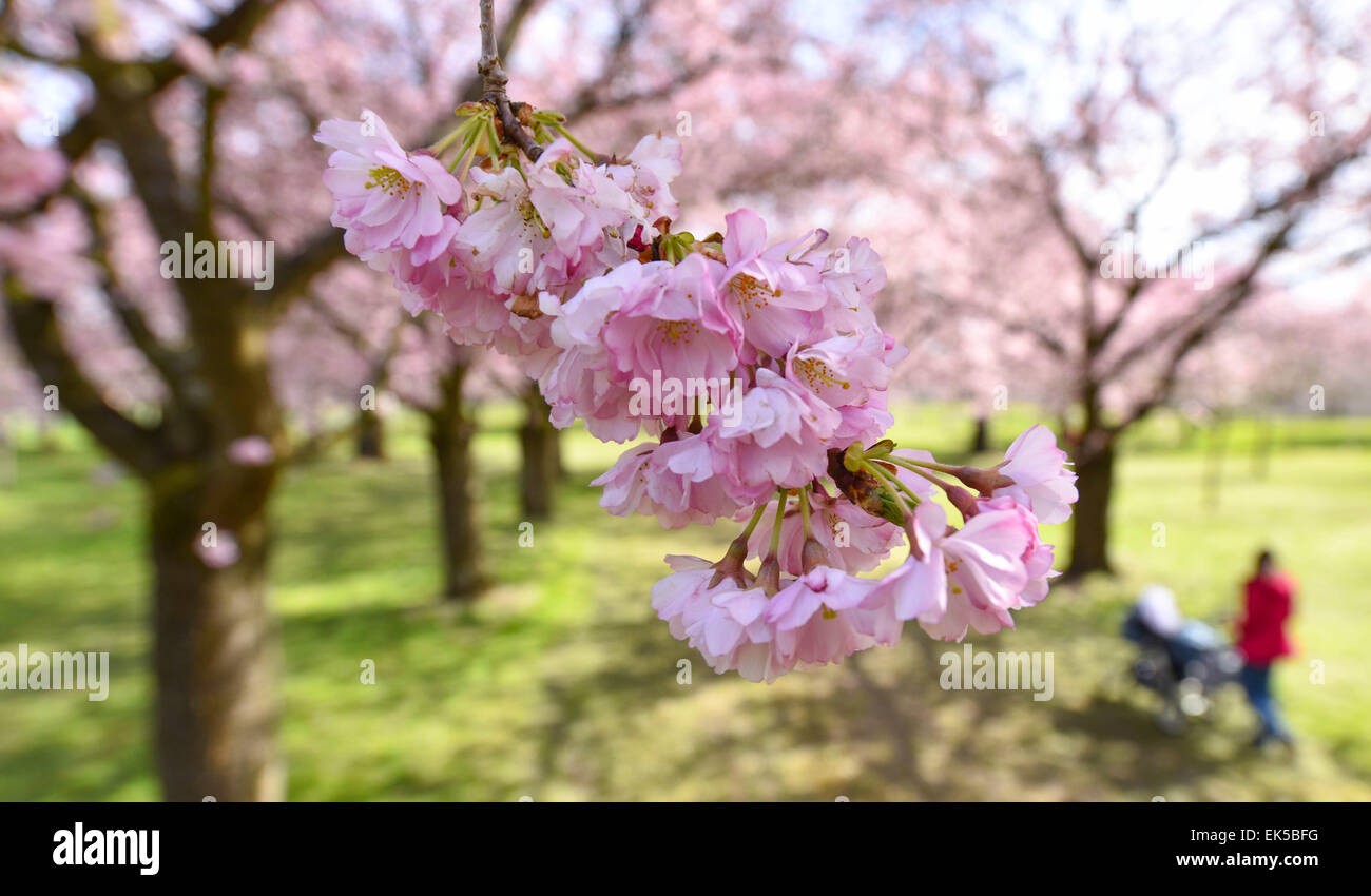 Schwetzingen, Germany. 7th Apr, 2015. Japanese cherry blossoms are pictured at Schlossgarten in Schwetzingen, Germany, 7 April 2015. PHOTO: UWE ANSPRACH/dpa/Alamy Live News Stock Photo