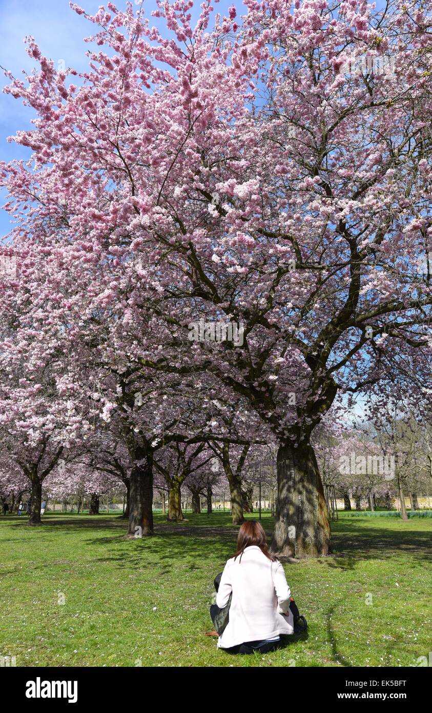 Schwetzingen, Germany. 7th Apr, 2015. A woman is sitting in front of Japanese cherry trees at Schlossgarten in Schwetzingen, Germany, 7 April 2015. PHOTO: UWE ANSPRACH/dpa/Alamy Live News Stock Photo