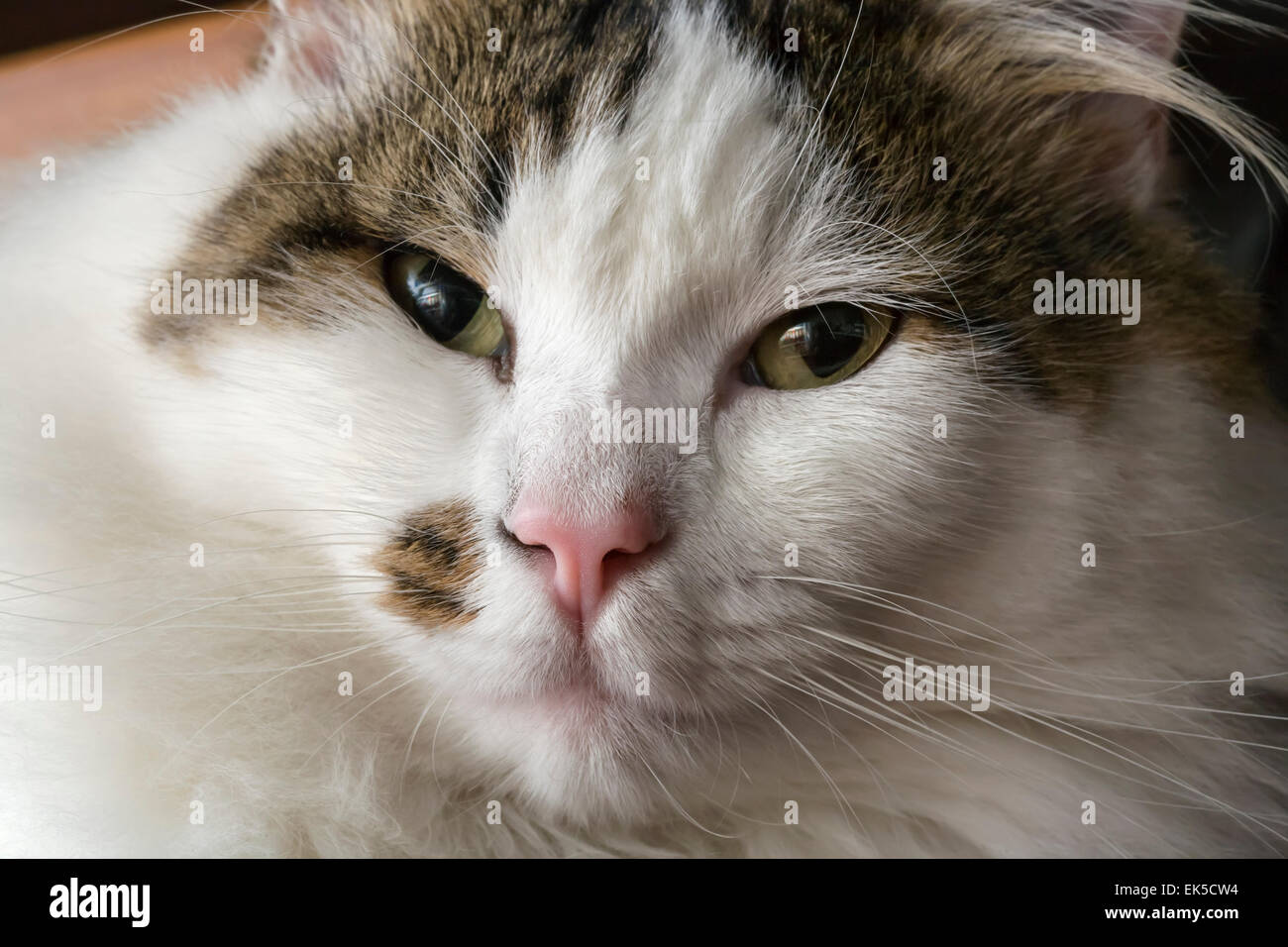 An Cat domestic cat portrait Stock Photo - Alamy