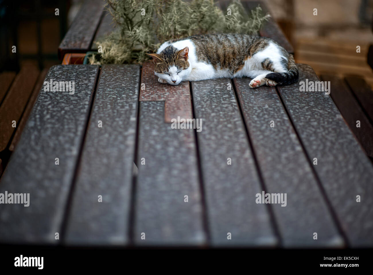Cat sleeping on the table Stock Photo Alamy