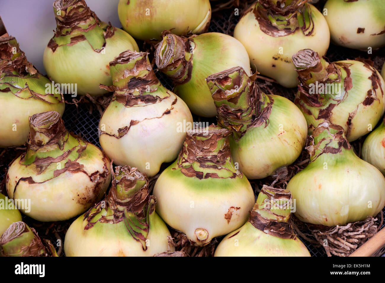 Holland, Amsterdam, Flowers Market, Belladonna Lily bulbs (Amaryllis) for sale Stock Photo Alamy