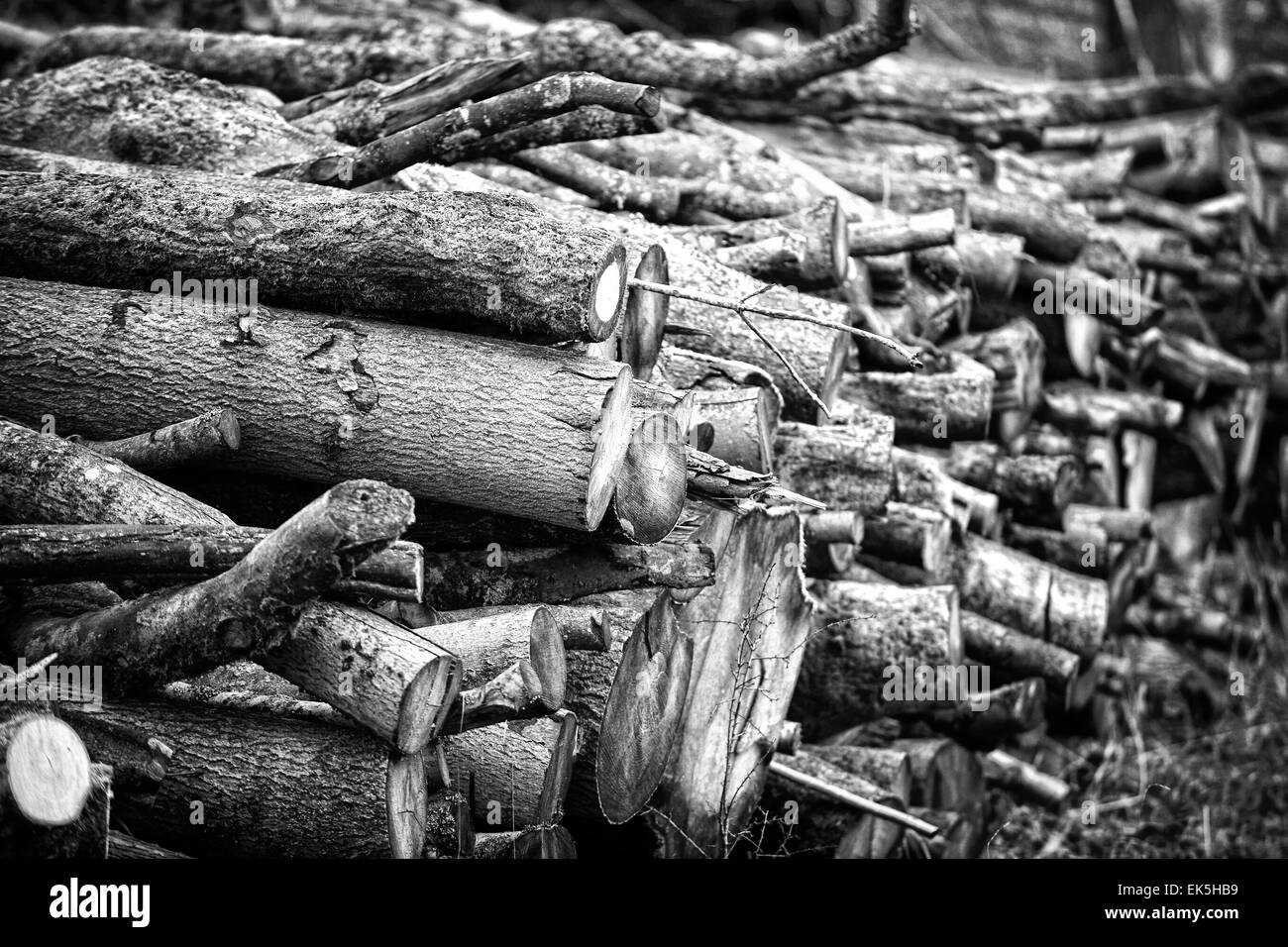 Pile of cut logs and stacked firewood with moss-covered bark in a woodland setting, showing natural timber resources, forestry activity, and rustic Stock Photo