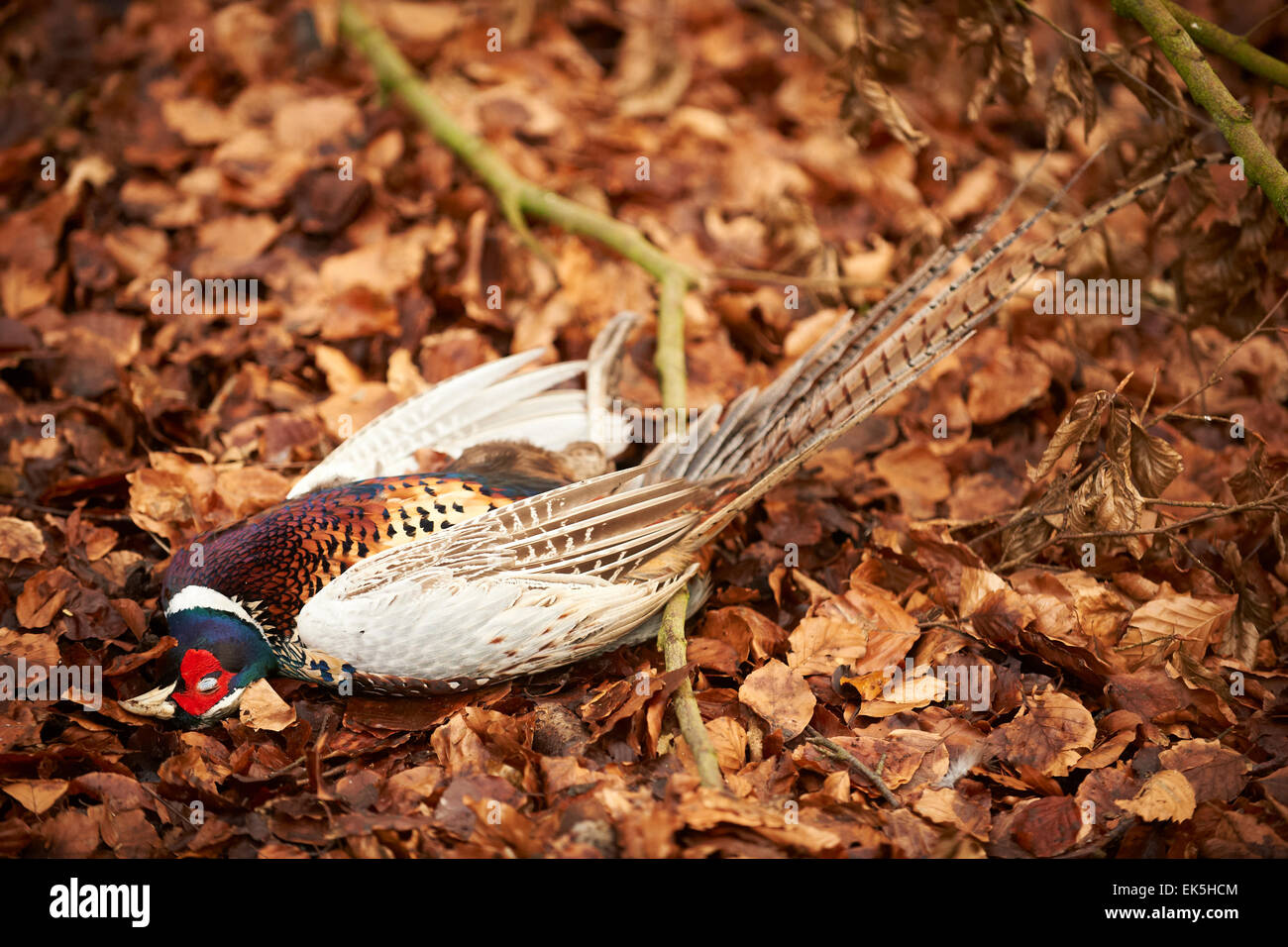 dead pheasant after a game shoot Stock Photo