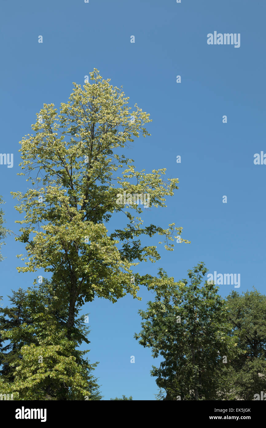 Eucalyptus fruit hires stock photography and images Alamy