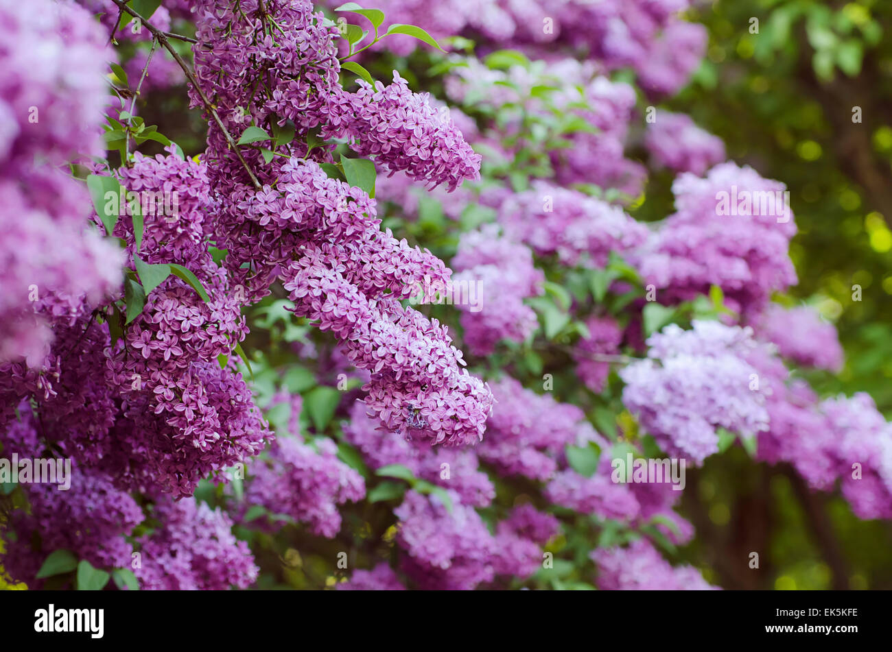 Spring lilac flowers Stock Photo - Alamy