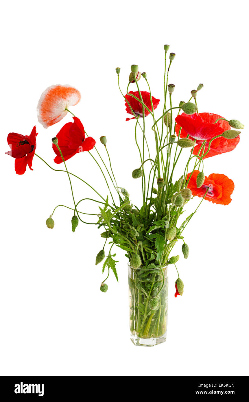 Bouquet of red poppies in a glass Stock Photo - Alamy