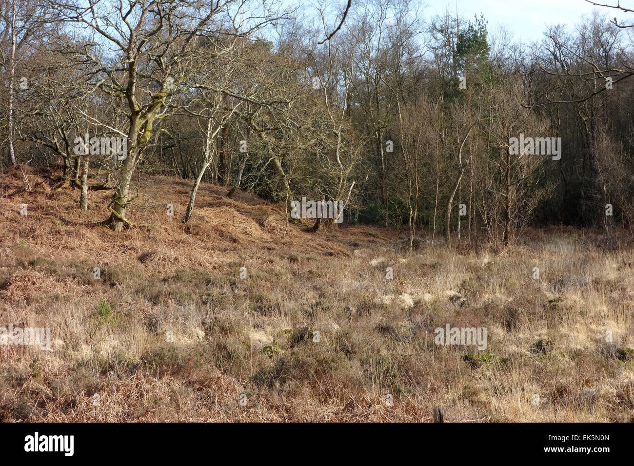 Rough bog fringed by light woods, dead bracken, seen in early spring, west Sussex in South Downs National Park Stock Photo