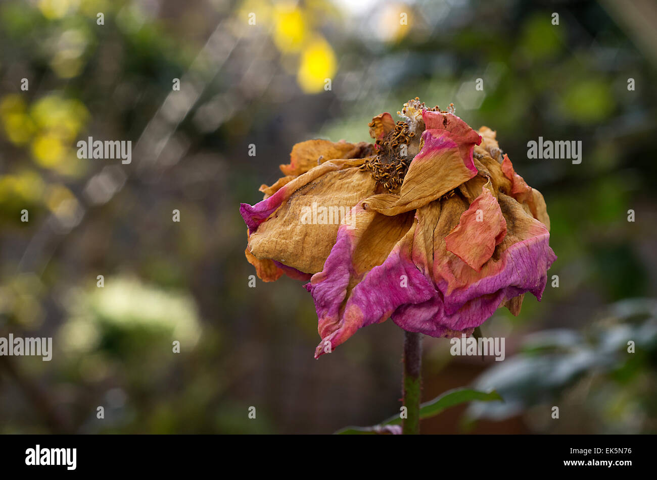 Dead rose decaying with beautiful colours Stock Photo Alamy