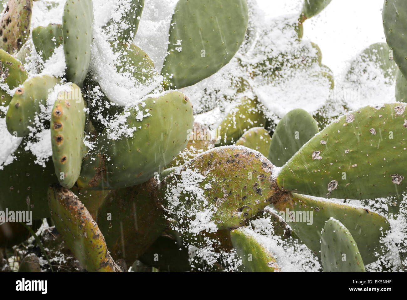Suggestive opuntia ficus indica after the snow storm. Canosa DI, Puglia. Italy Stock Photo