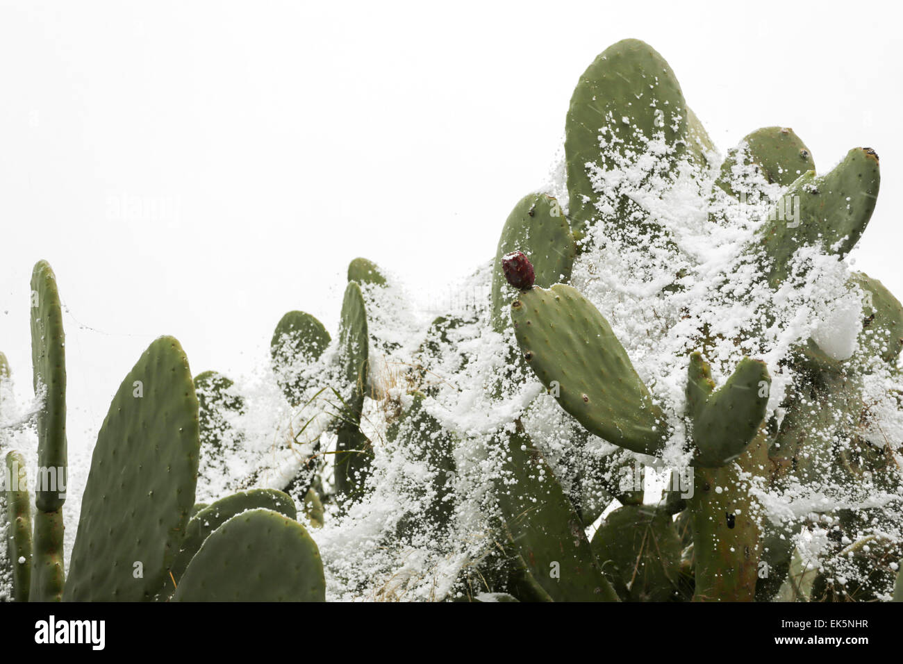 Opuntia Basilaris Joshua Stock Photos &amp; Opuntia Basilaris Joshua Stock