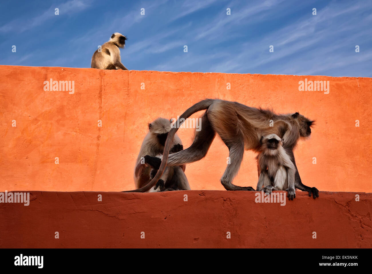 India, Rajasthan, Jaipur, indian monkeys at the Amber Fort Stock Photo ...