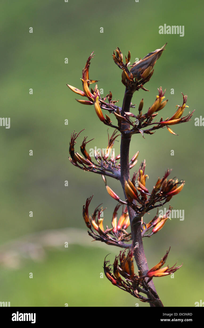 New Zealand flax flower south island New Zealand Stock Photo Alamy