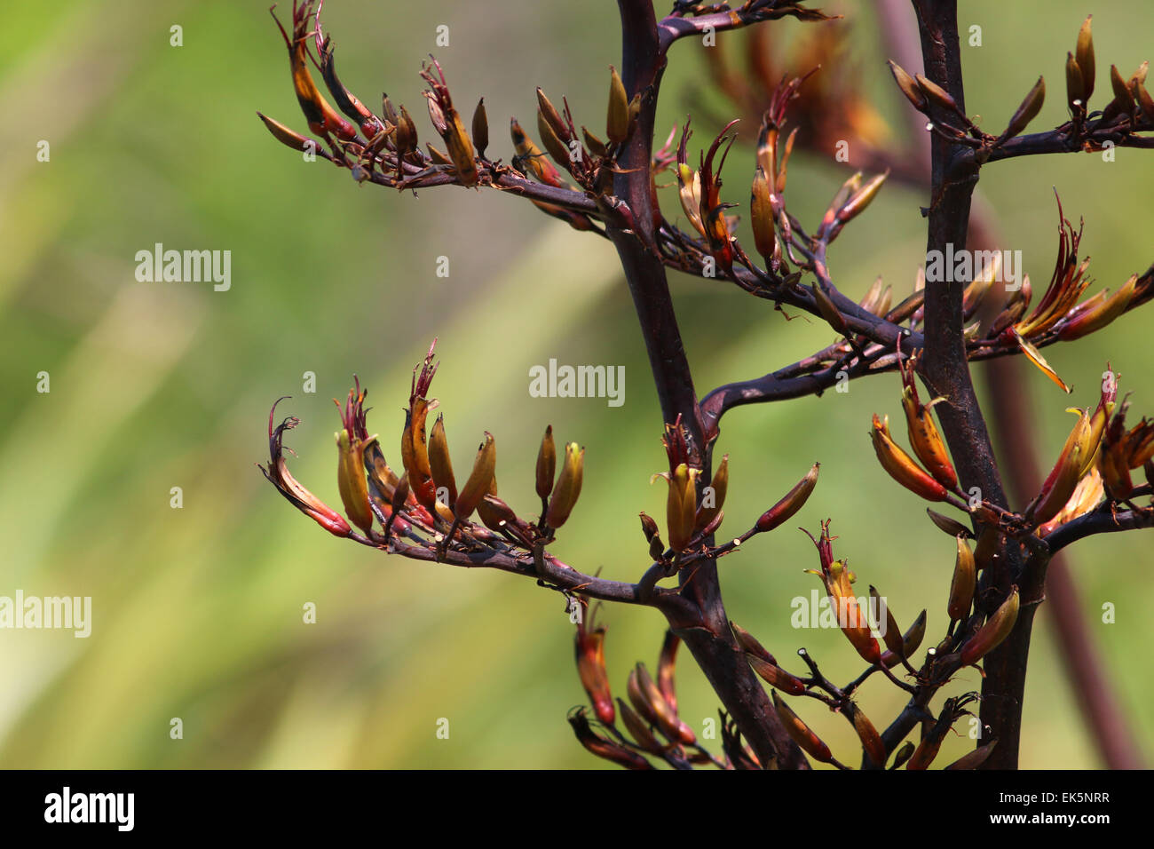 New Zealand flax flower south island New Zealand Stock Photo Alamy