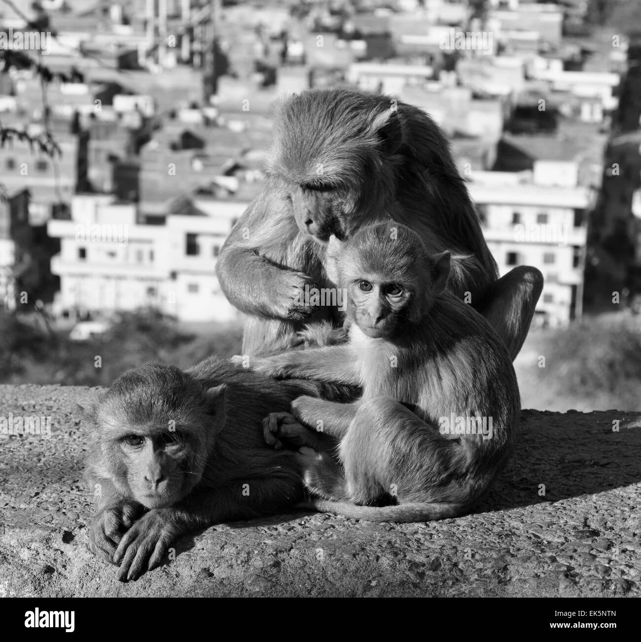 India, Rajasthan, Jaipur, indian monkeys at the Sun Temple Stock Photo ...